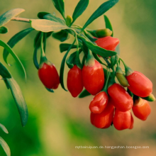 Chinesische organische goji Beere getrocknet